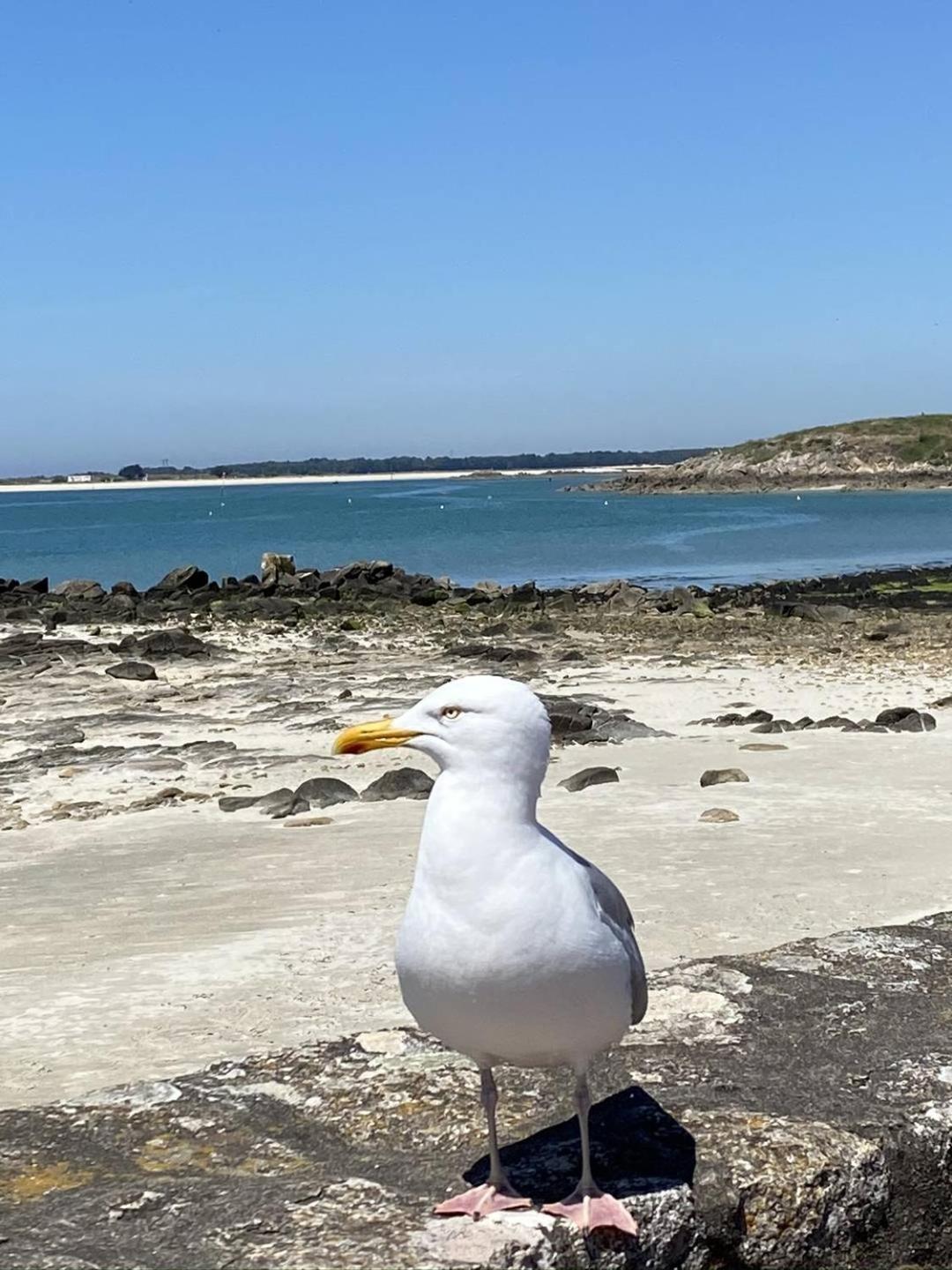 Confortable Studio, Wifi, Parking, Proche Plage Carnac Extérieur photo